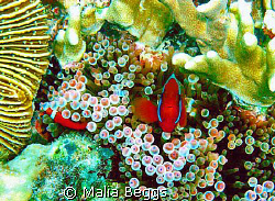 Waiting for an anemone fish to stop long enough to pose i... by Malia Beggs 